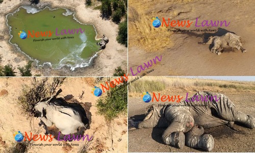 Unprecedented Deaths Of Hundreds Of Elephants In Botswana