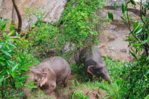 Hell waterfall in Thailand - Dead Wild Elephants Toll at 11