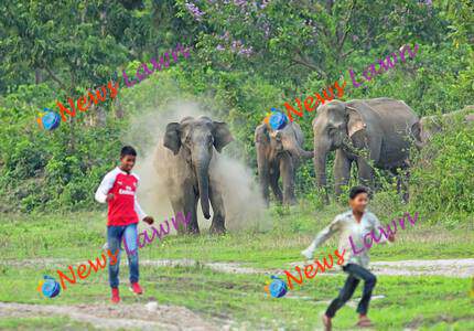 Human-Elephant Conflict Worsens In Indian State Odisha