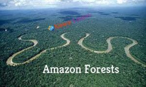Amazon May Collapse Very Soon: Analysis