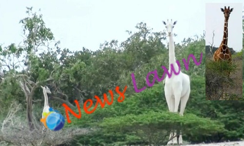 The Only White Giraffe In The World Got Killed By Poachers