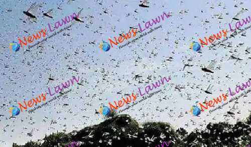 Locust Attack In India Create Panic Among Farmers