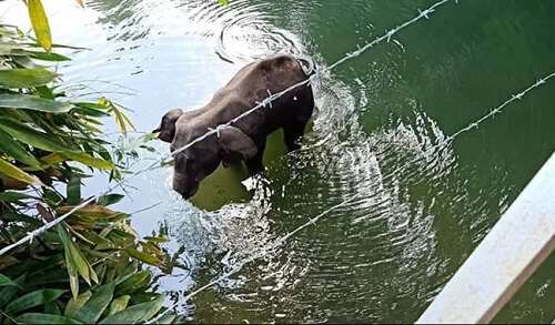 Barbarous Act By Humans Kill A Pregnant Elephant