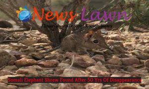 Somali Elephant Shrew Found After 50 Yrs Of Disappearance