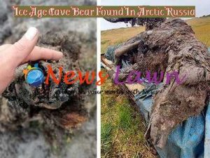 Ice Age Cave Bear Found In Arctic Russia