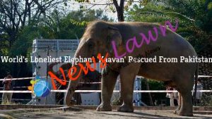 World's Loneliest Elephant 'Kaavan' Rescued From Pakitstan
