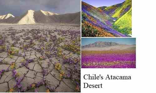 Driest Place On Earth, Atacama Desert Turns Into Flowering Desert