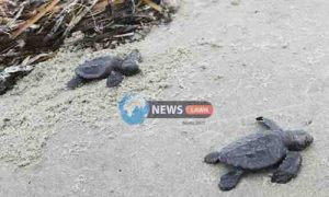 Kemp Ridley, The World’s Most Endangered Sea Turtles Hatch Again